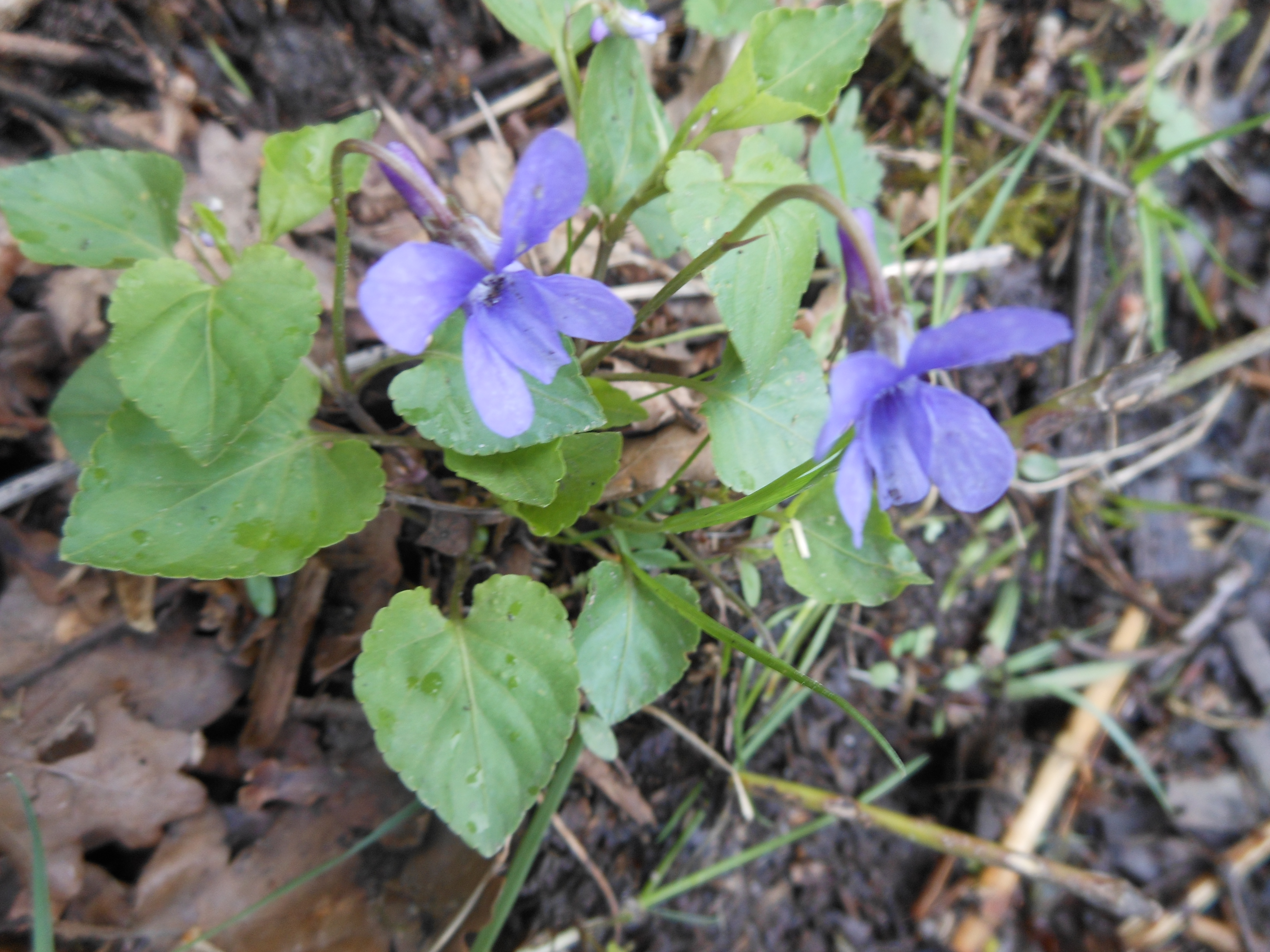Well Dressings Bakewell